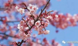 今日头条爆料桃花盛开时,探寻春日浪漫秘境